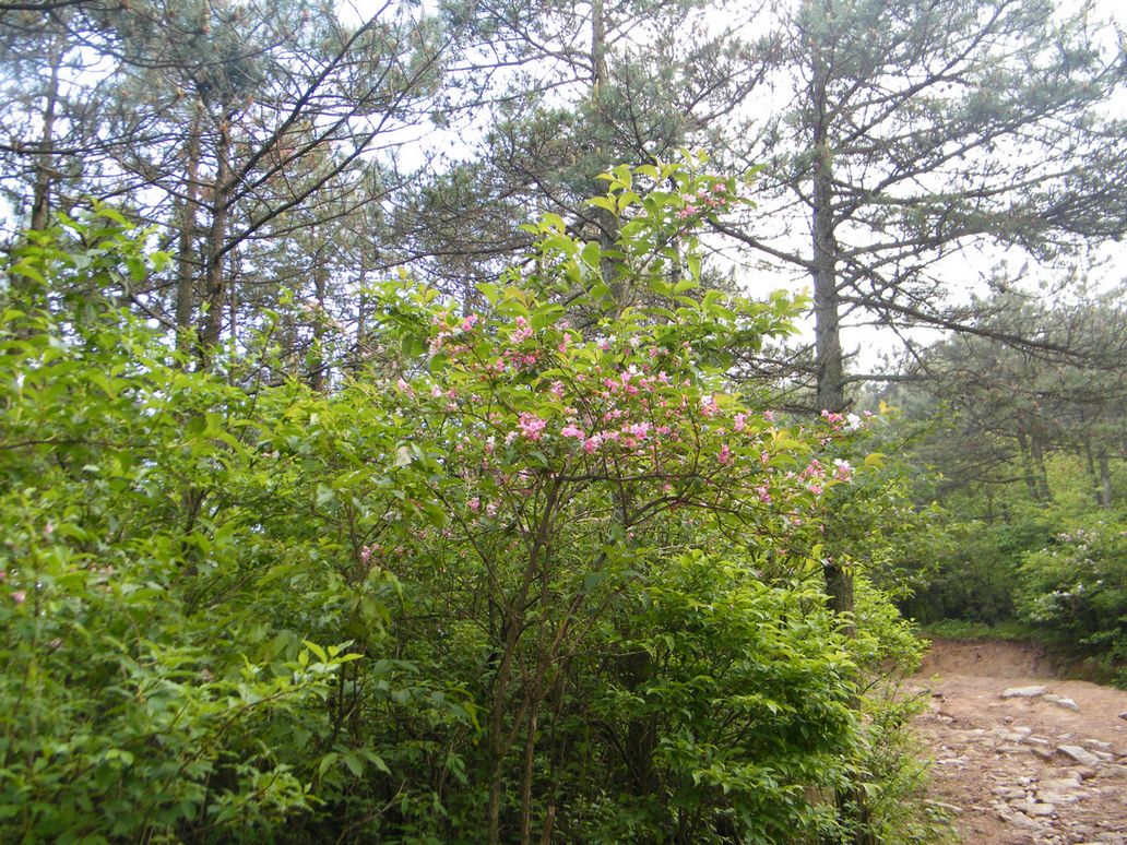 DSCF0093.JPG