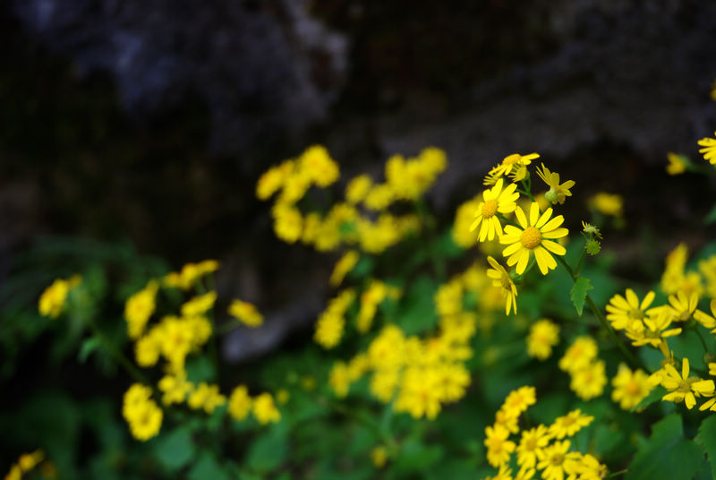 DSC_6417.jpg