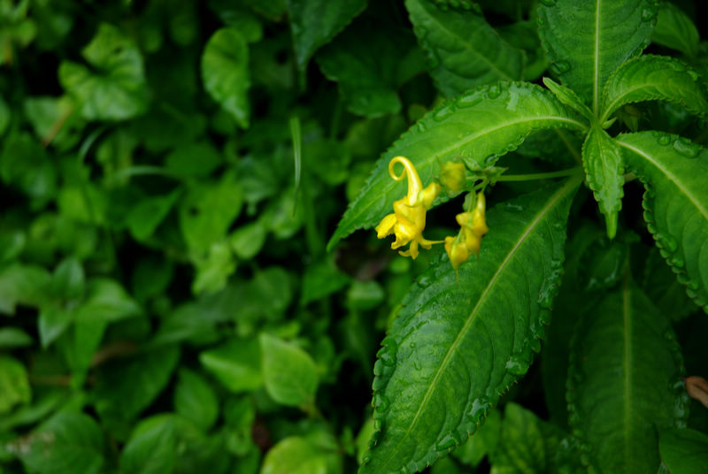 DSC_6419.jpg