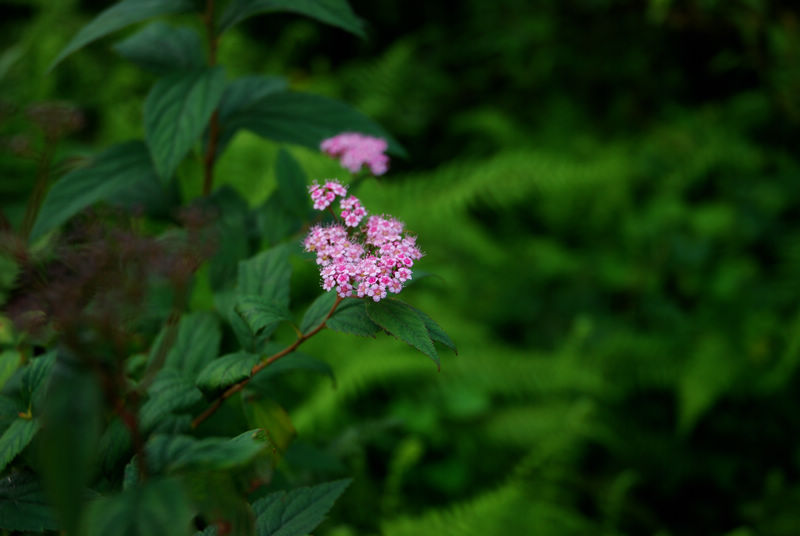 DSC_6436.jpg