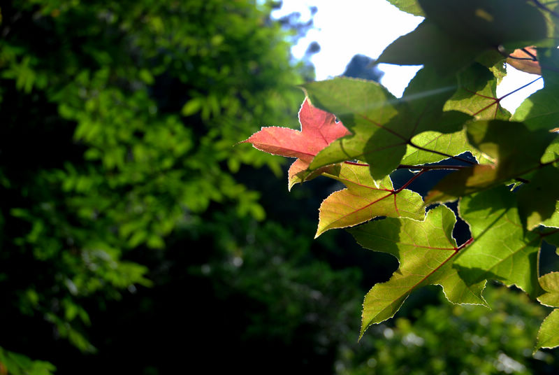 DSC_6442.jpg