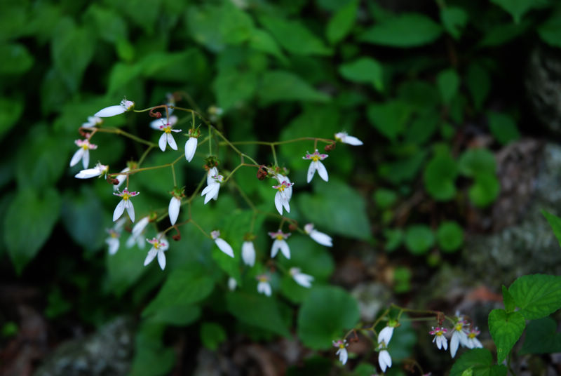 DSC_6481.jpg