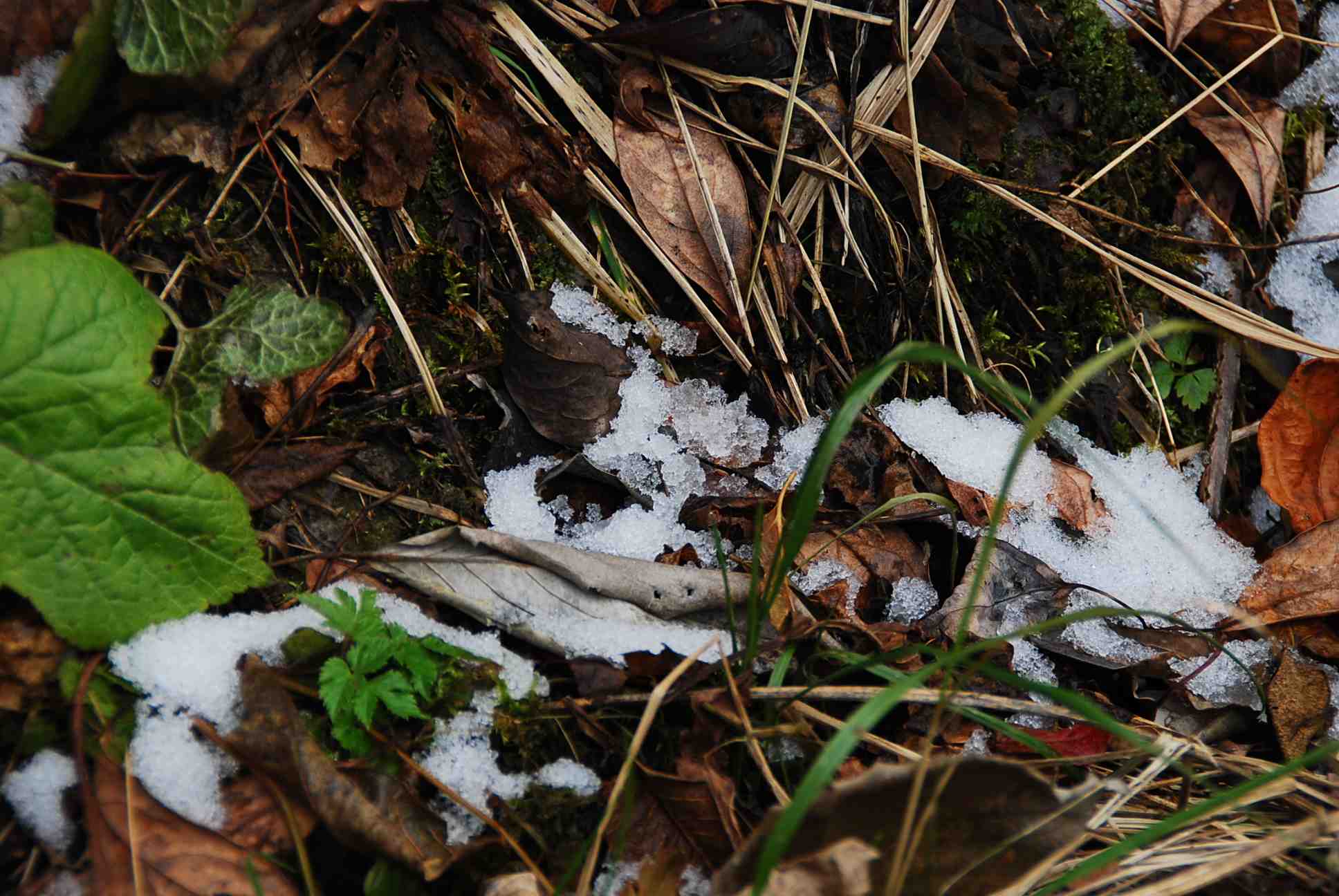DSC_0097.JPG