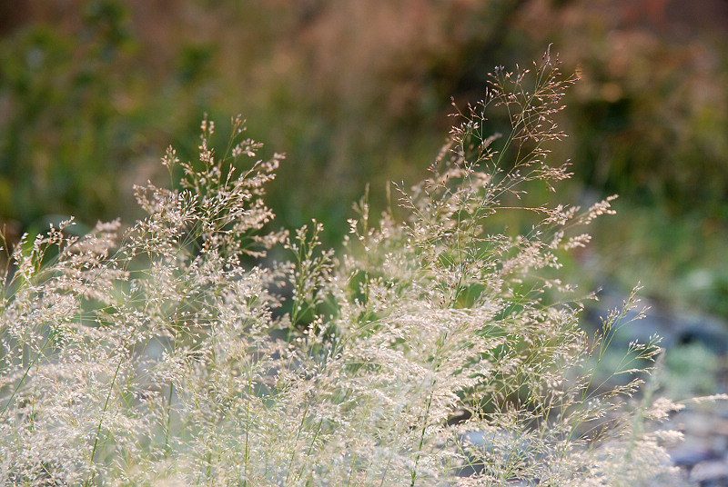 DSC_0665.jpg