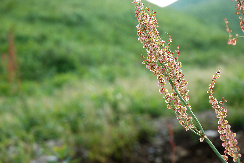 DSC_0625.jpg
