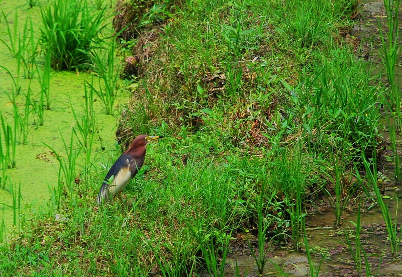 DSC_0139.jpg