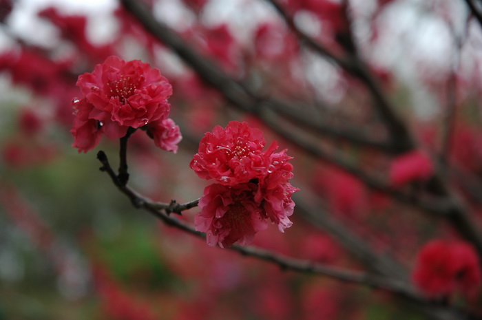 DSC_4057_������С.JPG