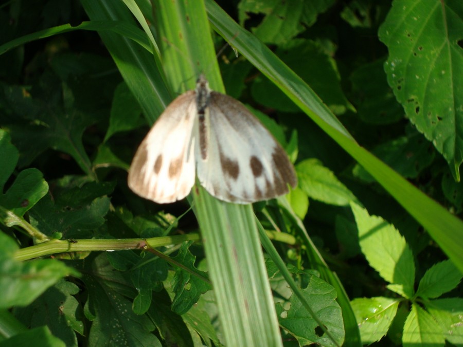 DSC03653.JPG