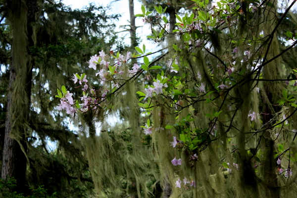 IMG_9826.JPG