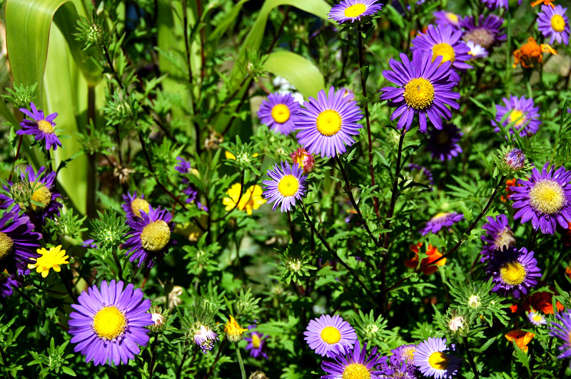 DSC_0844.jpg