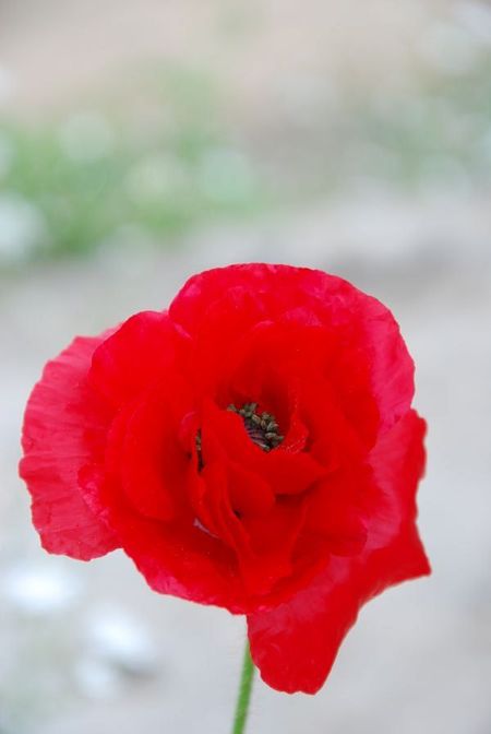 DSC_0239.JPG