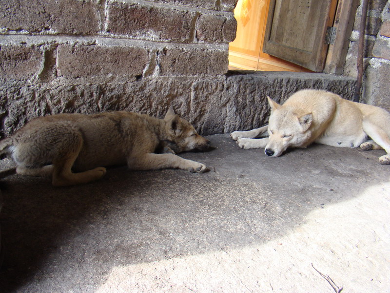 DSC02250.JPG