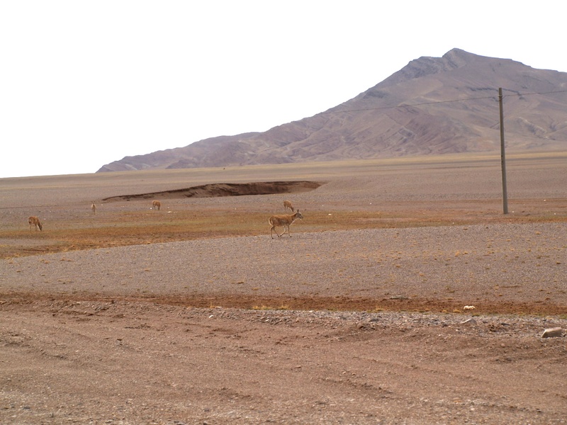 P6037344.jpg