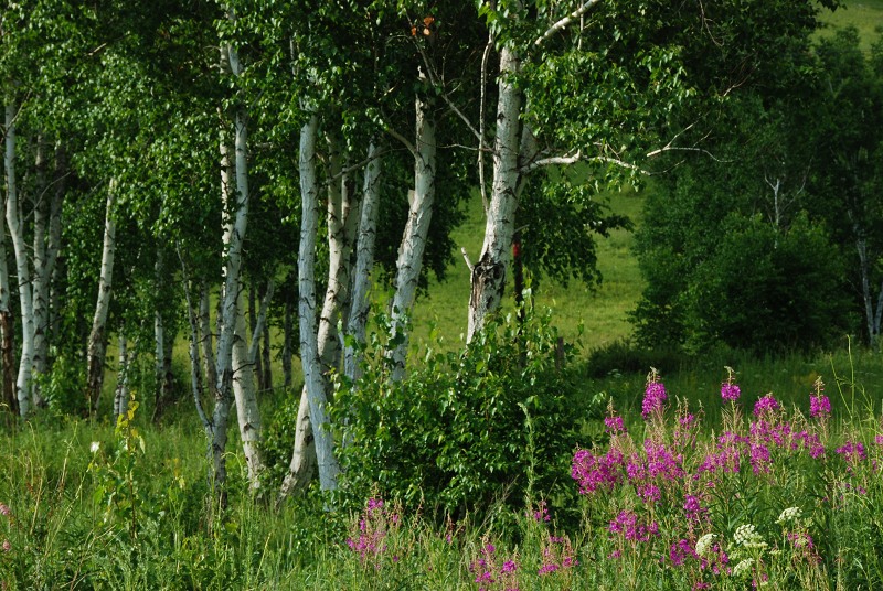 DSC_0828.jpg