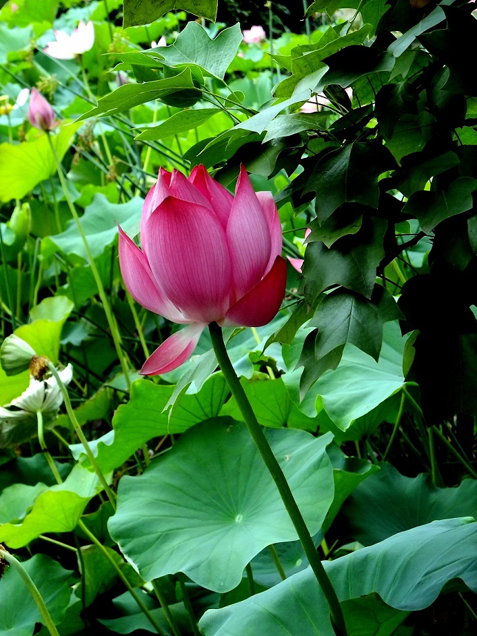 DSCF0937(001).jpg