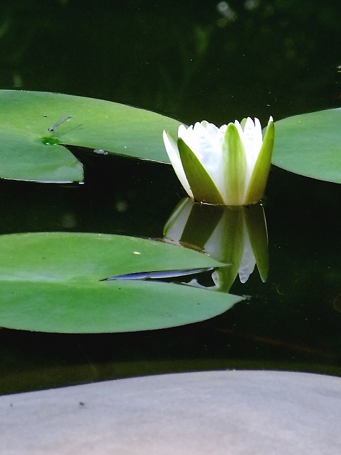 DSCF0961.jpg