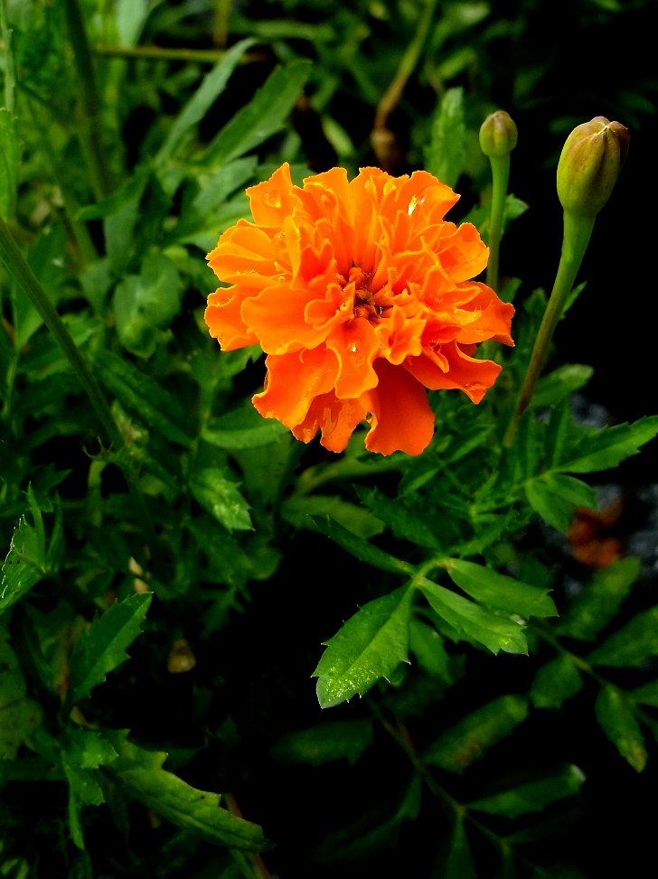 DSCF0975.jpg