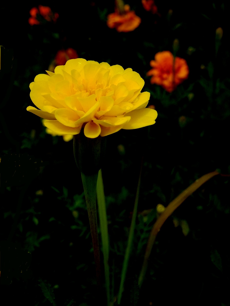 DSCF0977.jpg