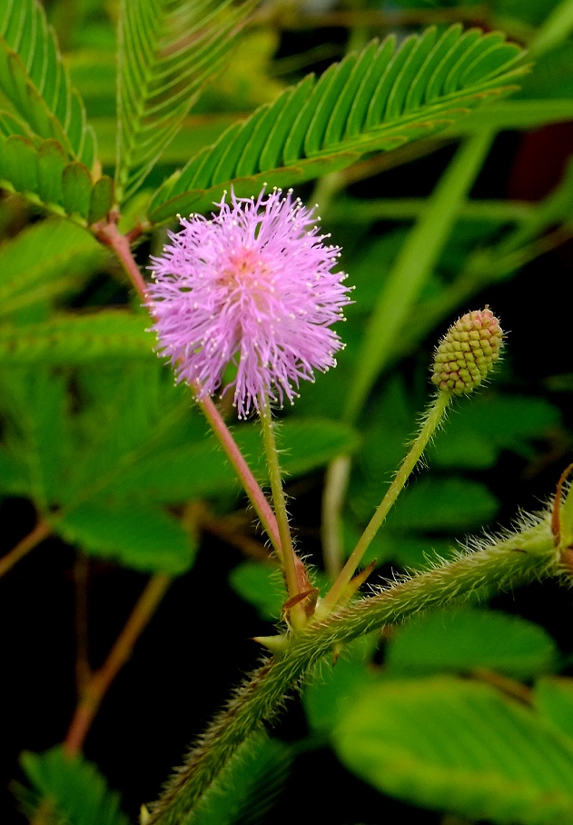 DSCF0981.jpg