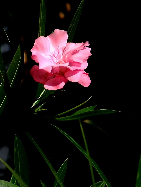 DSCF1018.jpg