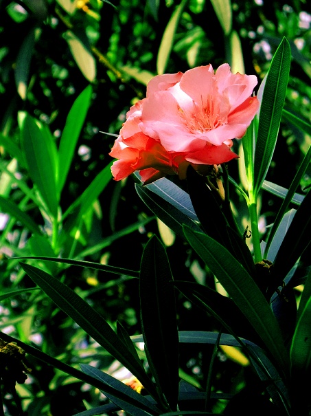 DSCF1019.jpg