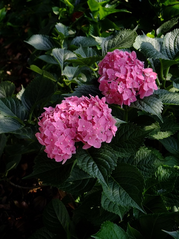 DSCF1030(001).jpg