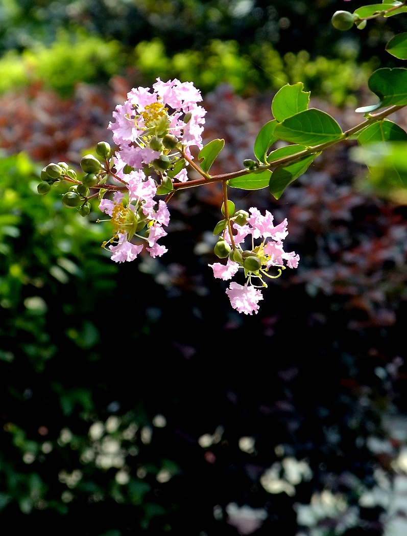 DSCF1037.jpg
