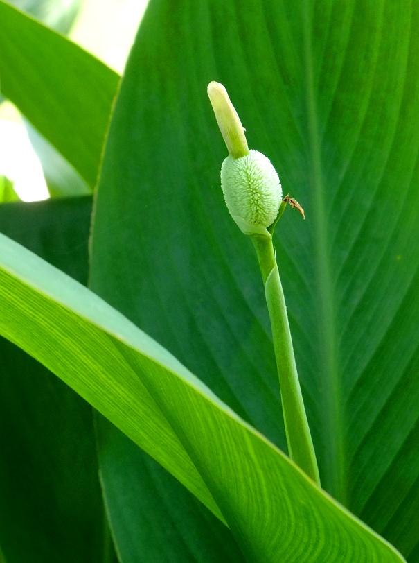 DSCF1046.jpg