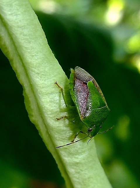 DSCF0299a(001).jpg
