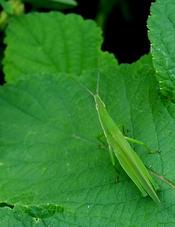 DSCF0382.jpg