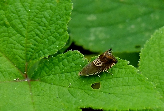DSCF0386.jpg