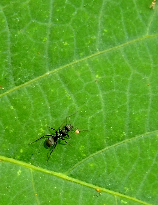DSCF0388.jpg