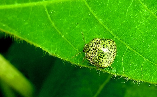 DSCF0389a.jpg