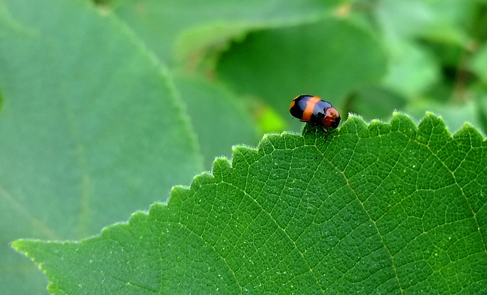 DSCF0398.jpg