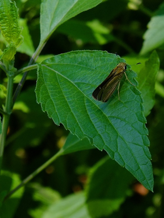 DSCF0681.jpg