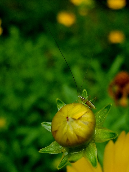 DSCF0778.jpg