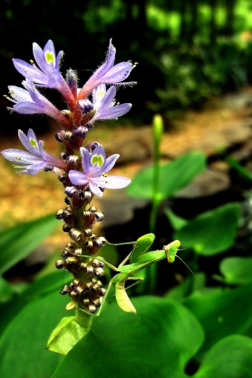 DSCF0832(001).jpg