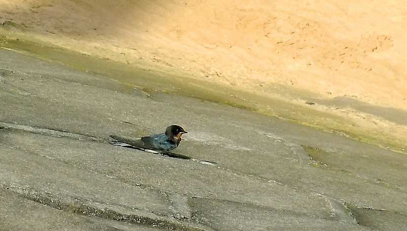 DSCF0847.jpg