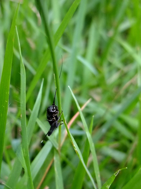 DSCF0868.jpg