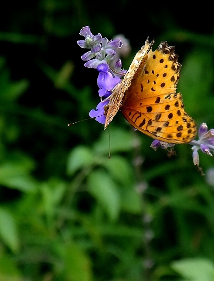 DSCF0869.jpg