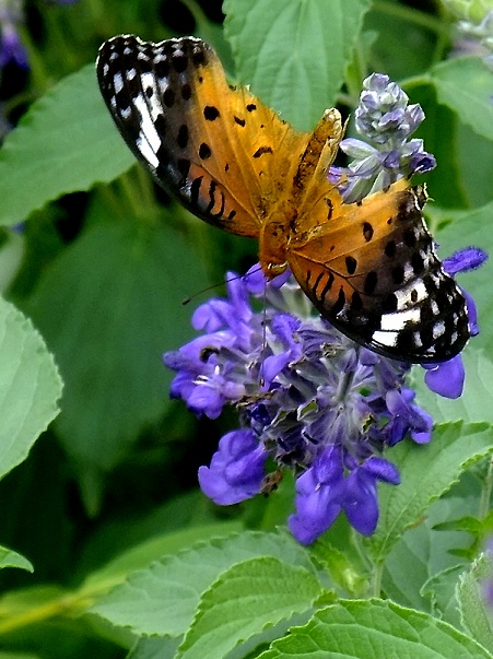 DSCF0874a.jpg