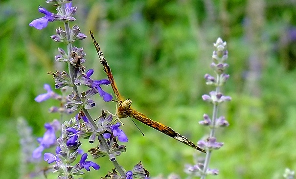 DSCF0878(001).jpg