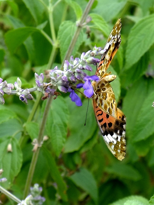DSCF0879.jpg