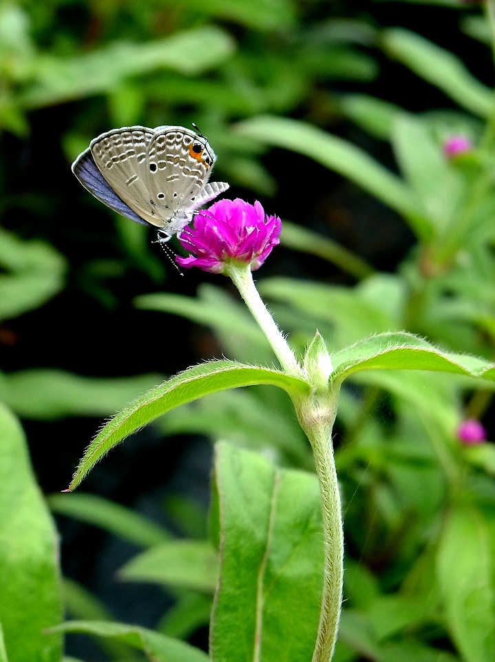 DSCF0882.jpg
