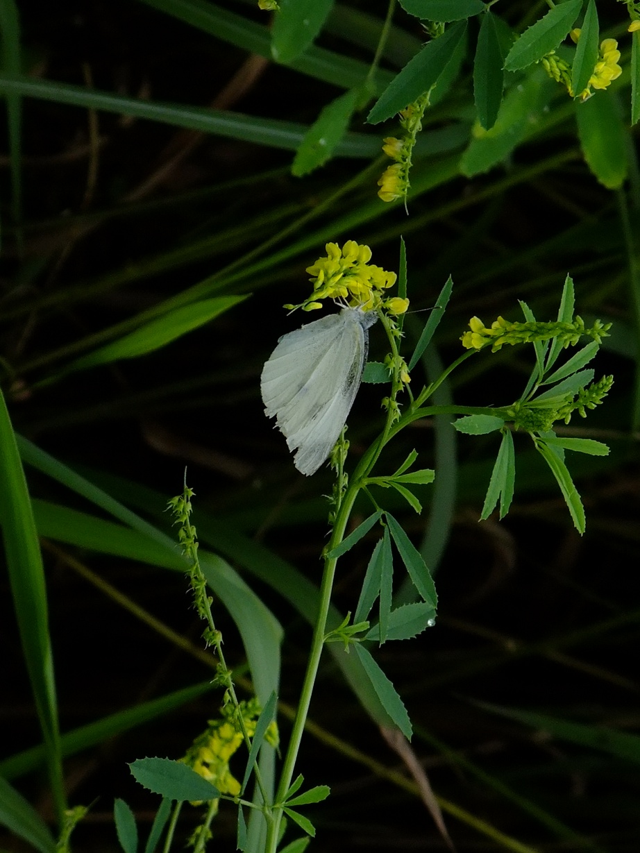 DSCF0883.jpg