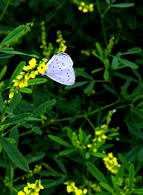 DSCF0884.jpg