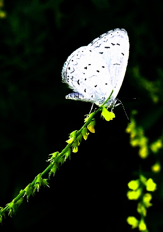 DSCF0885.jpg