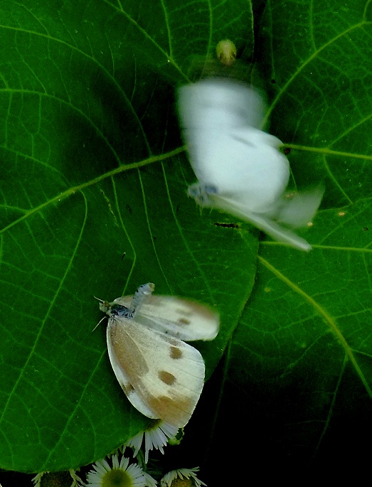 DSCF1002.jpg