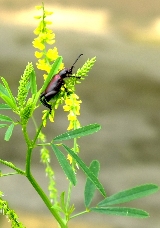 DSCF1037.jpg