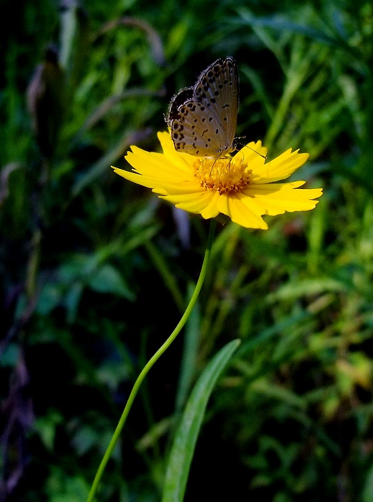 DSCF0640.jpg